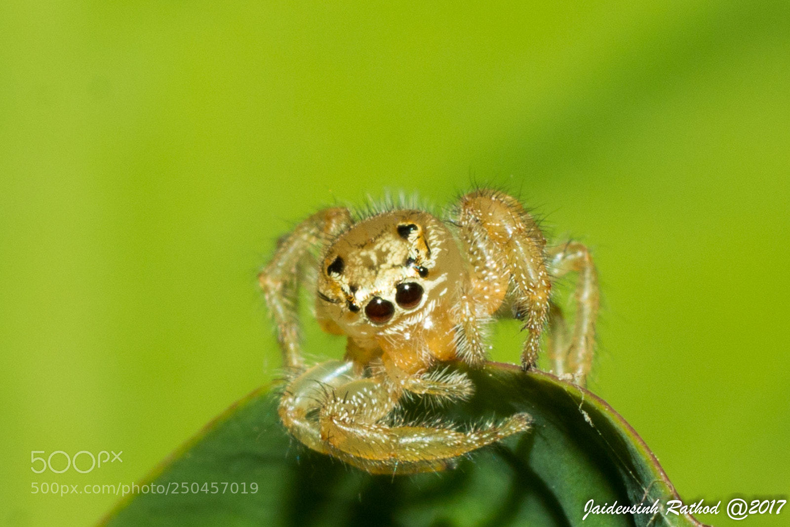 Canon EOS 70D sample photo. Jumping spider photography