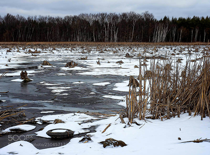 Olympus OM-D E-M1 Mark II sample photo. Winter swamp photography