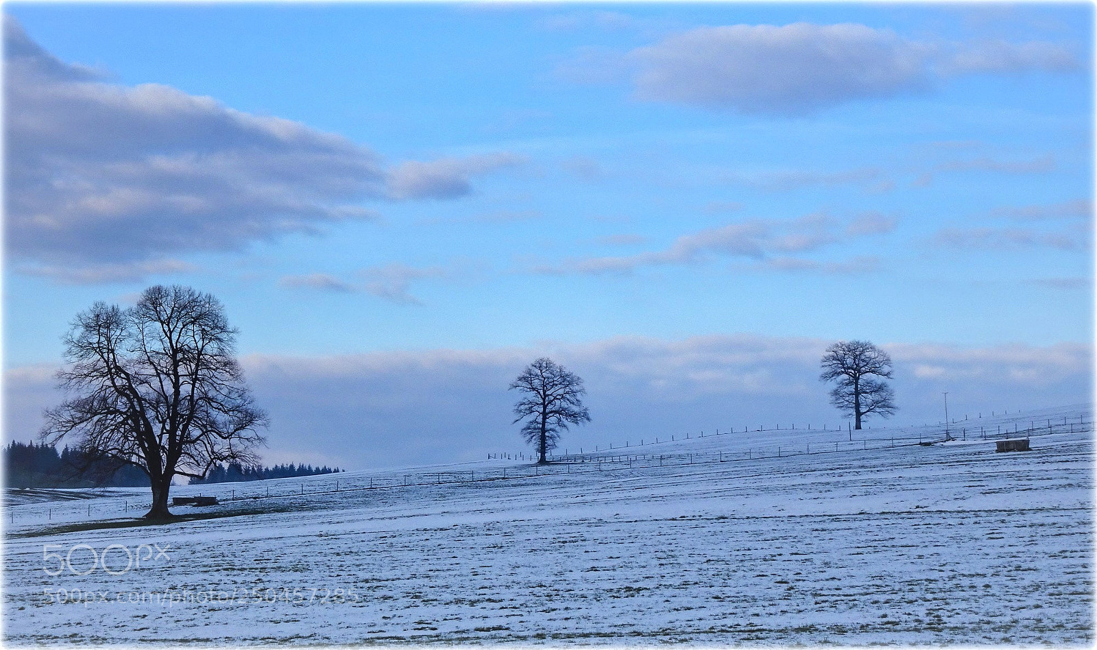 Sony Cyber-shot DSC-HX80 sample photo. "trees" photography