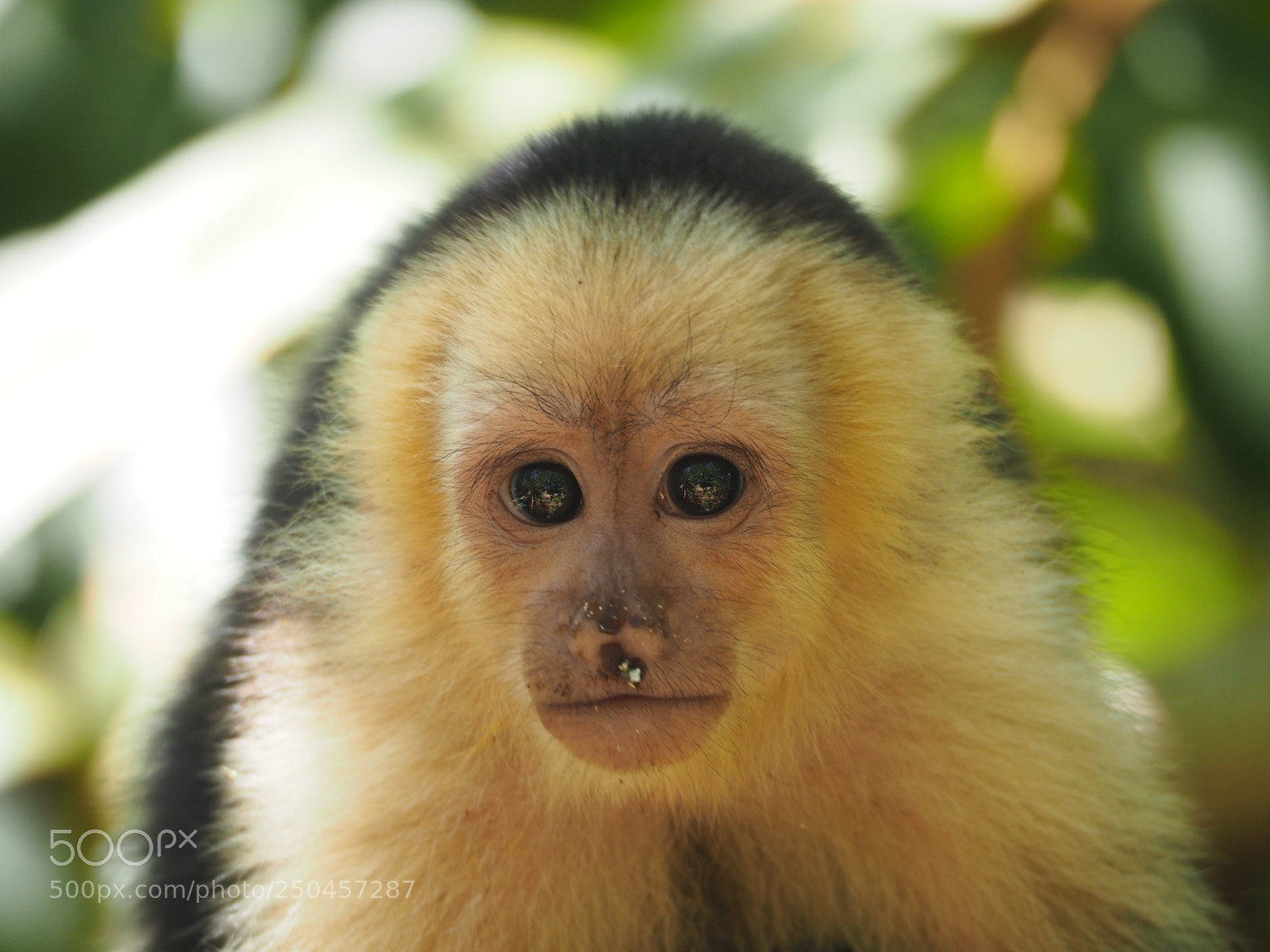 Olympus OM-D E-M10 II sample photo. Cahuita national park photography