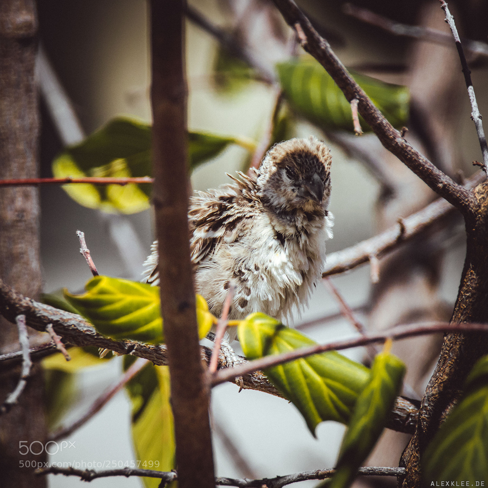 Canon EOS 7D Mark II sample photo. The dishevelled bird photography