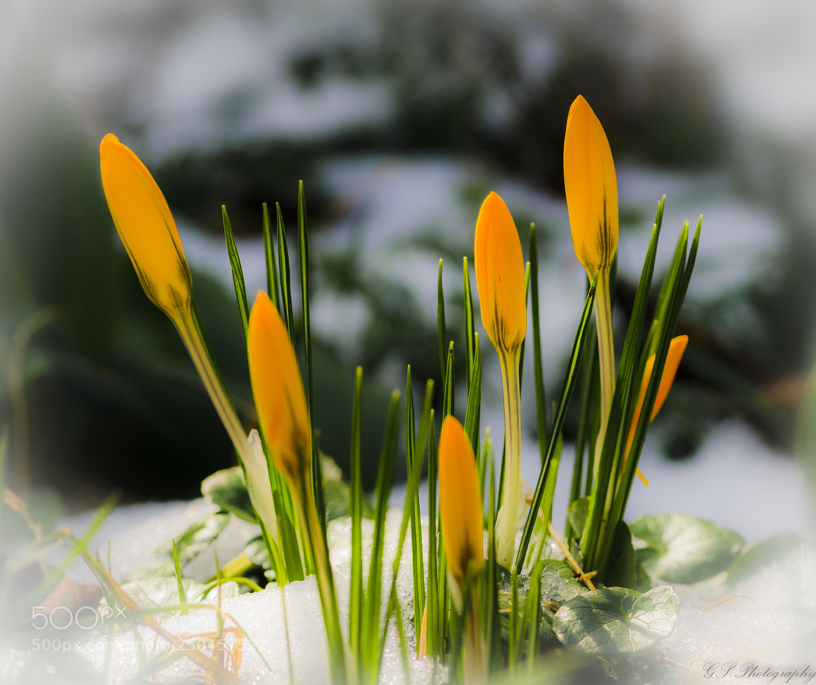 Sony a6000 sample photo. Dsc photography