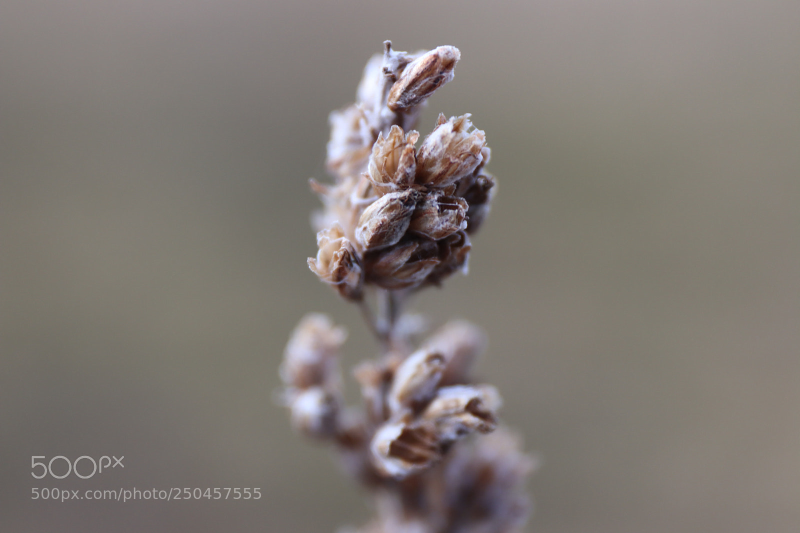 Canon EOS 77D (EOS 9000D / EOS 770D) sample photo. Old seeds photography