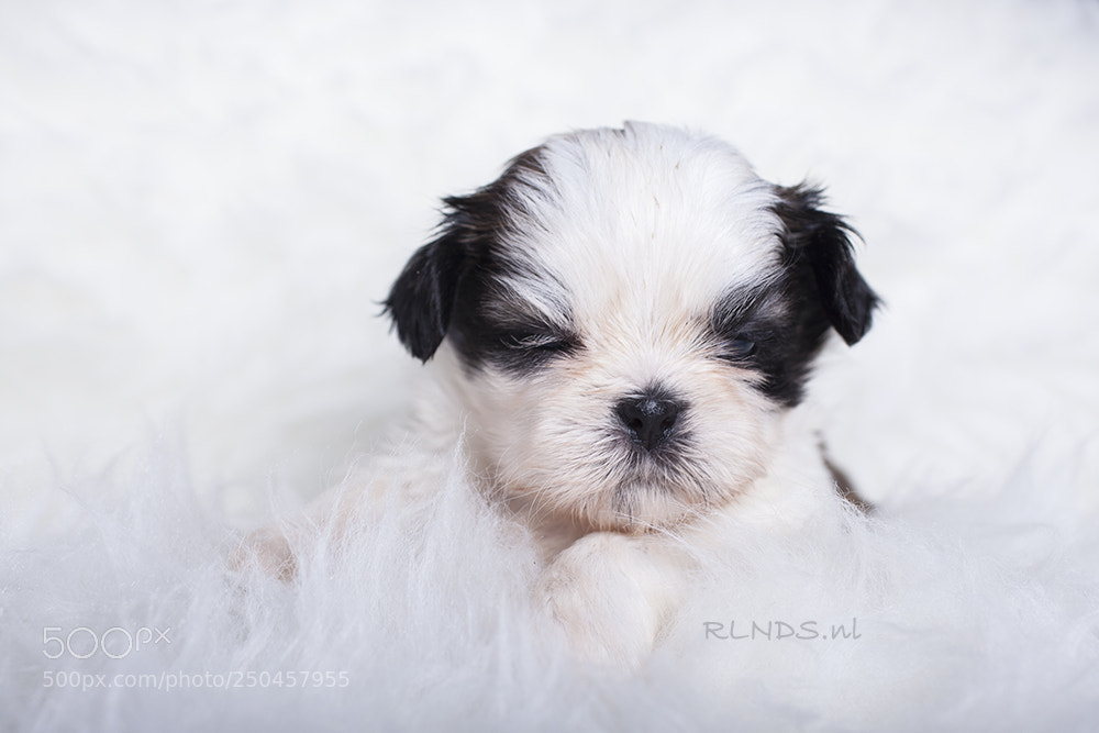 Canon EOS 5D Mark II sample photo. Three week old shih photography