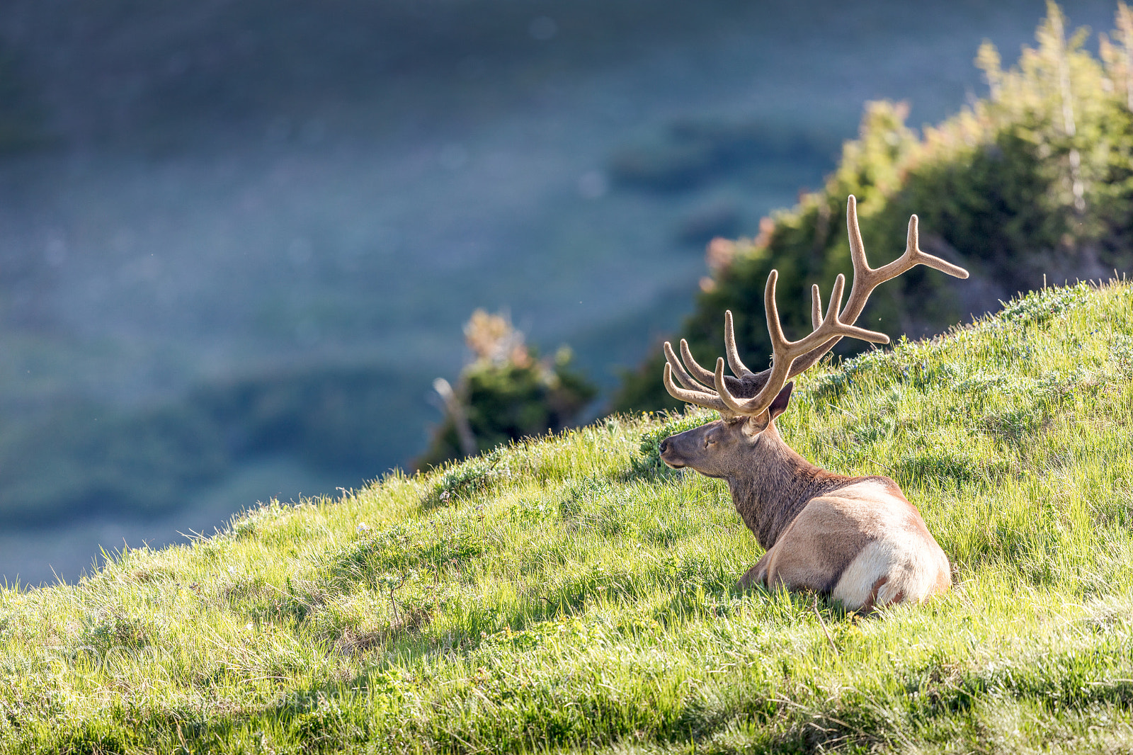 Canon EOS 5DS R sample photo. Elk meadow photography
