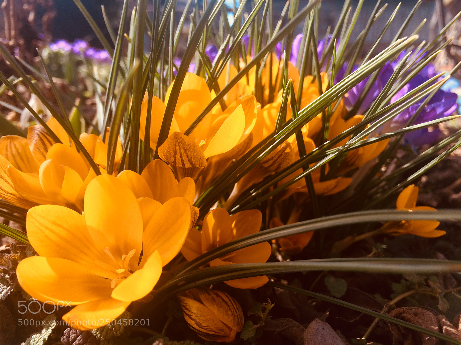 Apple iPhone 5s sample photo. Flowers photography