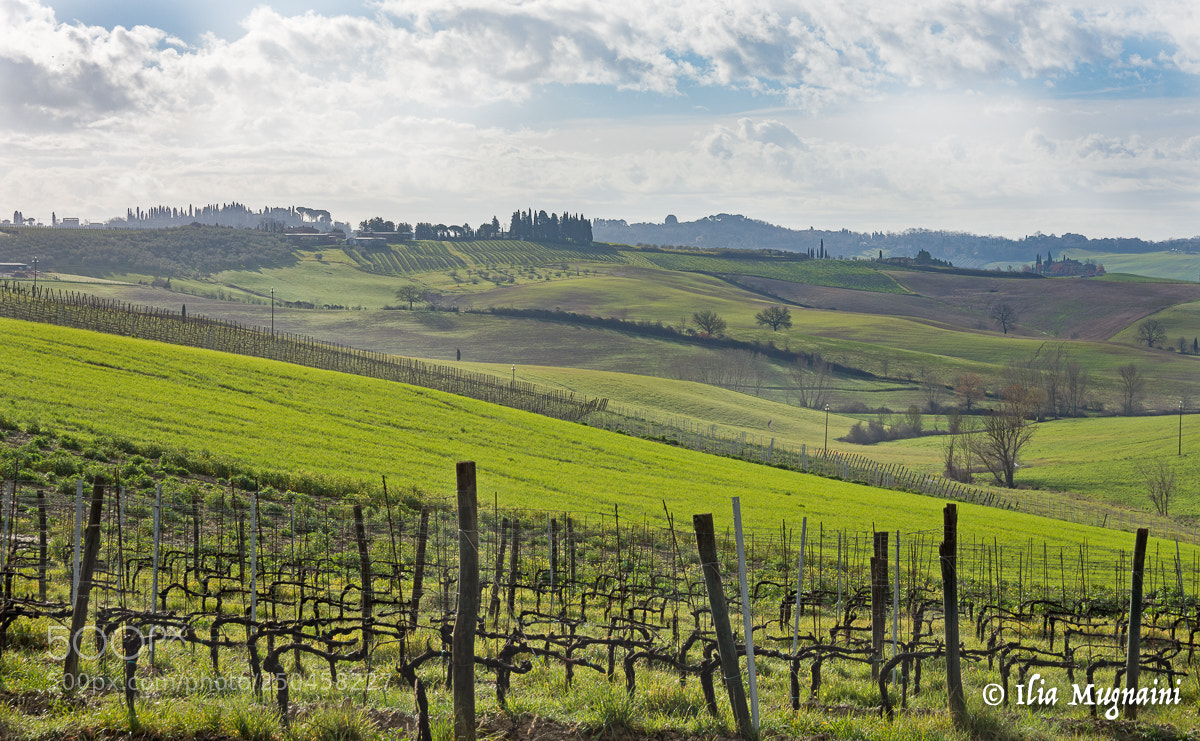 Nikon D7200 sample photo. Green landescape photography