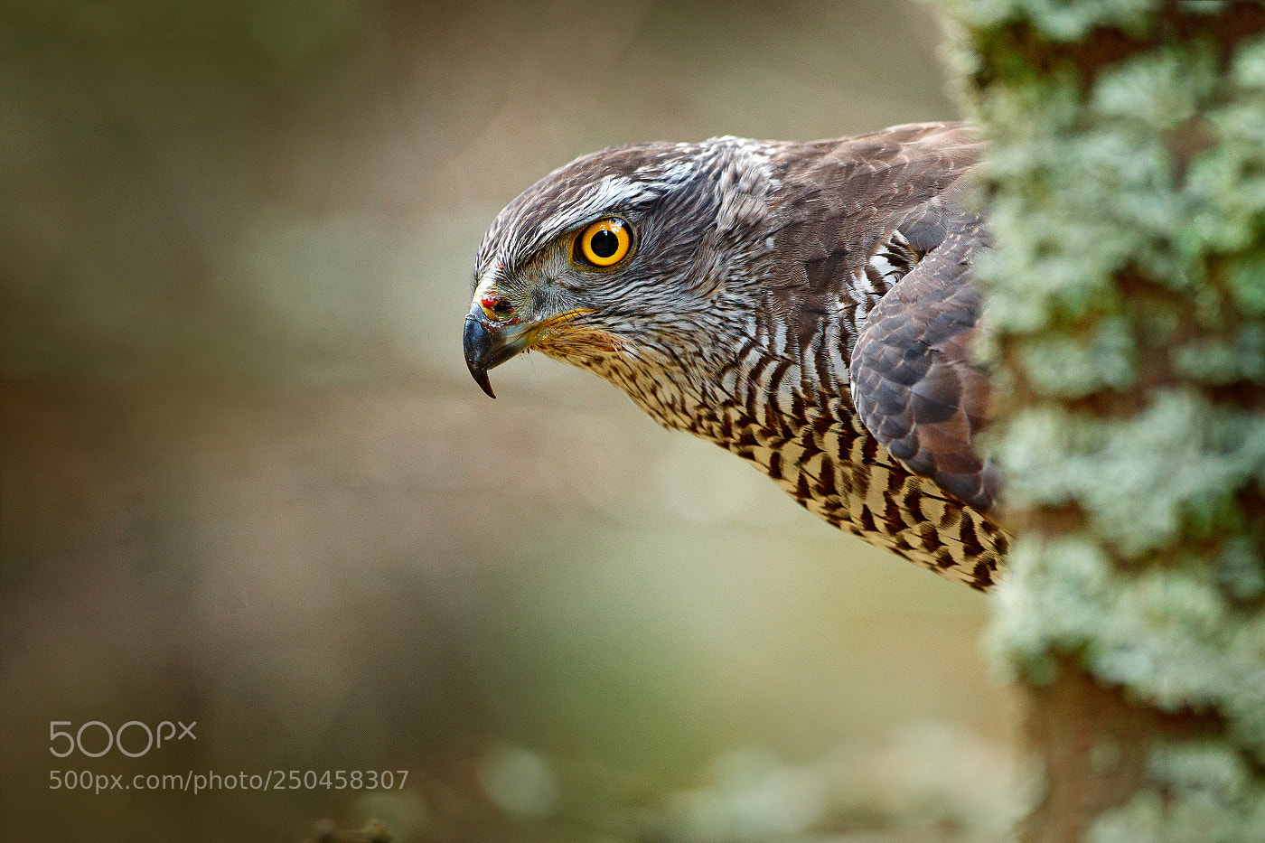 Canon EOS 5D Mark II sample photo. Goshawk (accipiter gentilis) photography