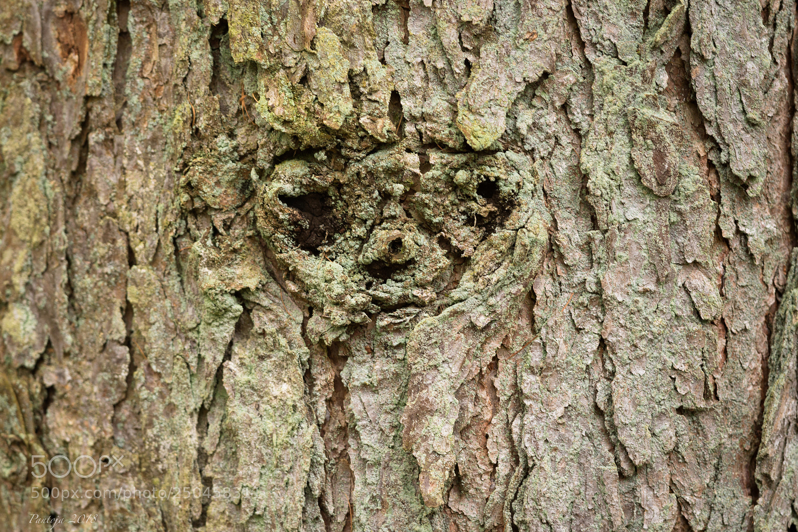 Nikon D600 sample photo. The man in the photography
