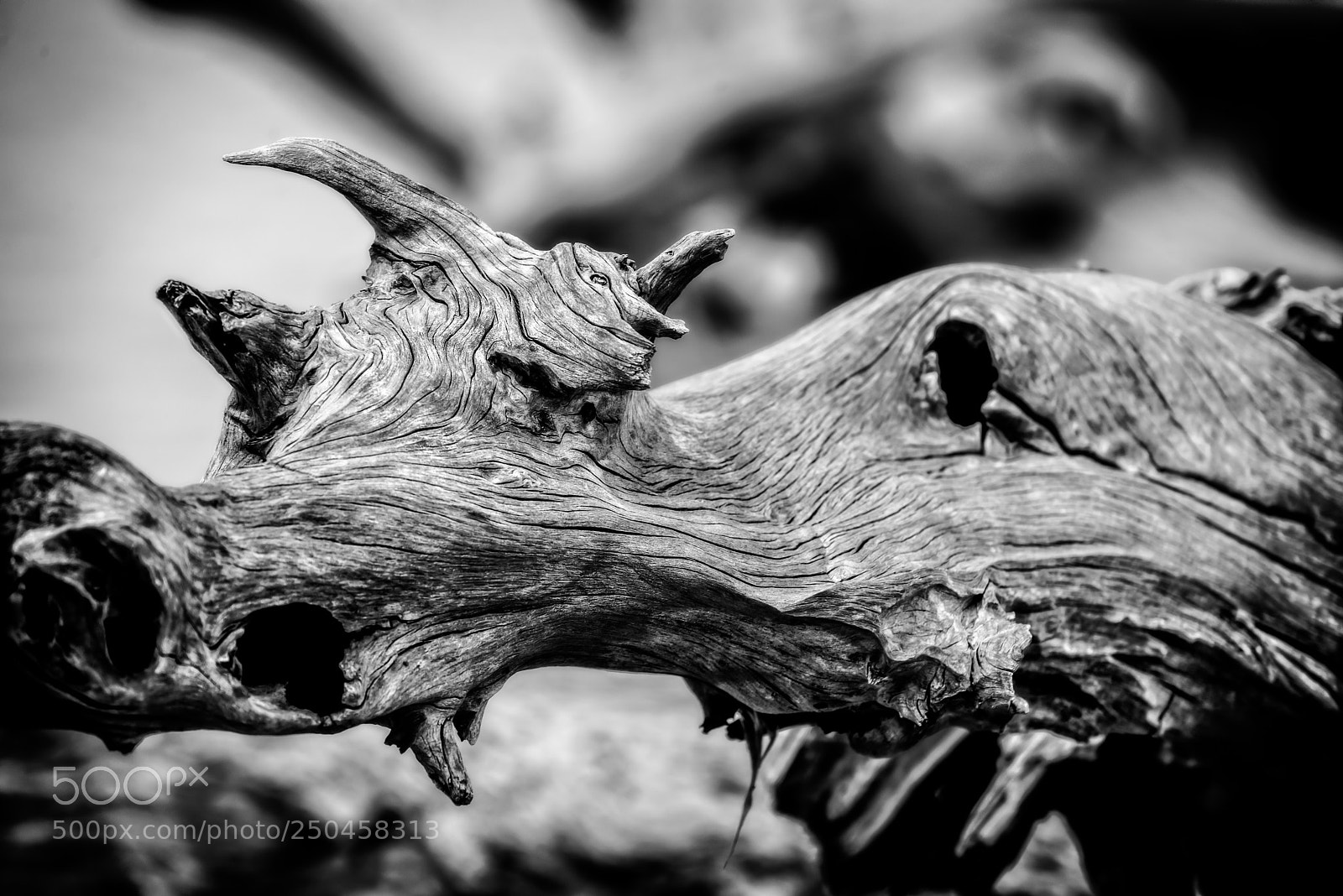 Nikon D800 sample photo. Driftwood b&w photography