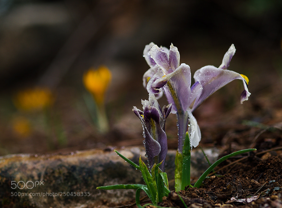 Pentax K20D sample photo. Flowers photography