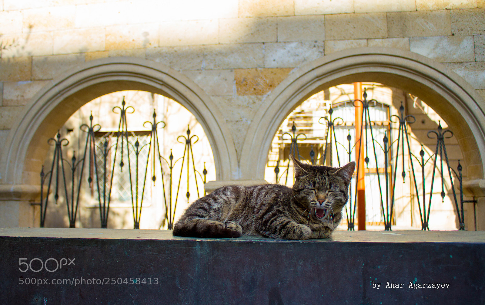 Canon EOS 7D sample photo. Cat photography