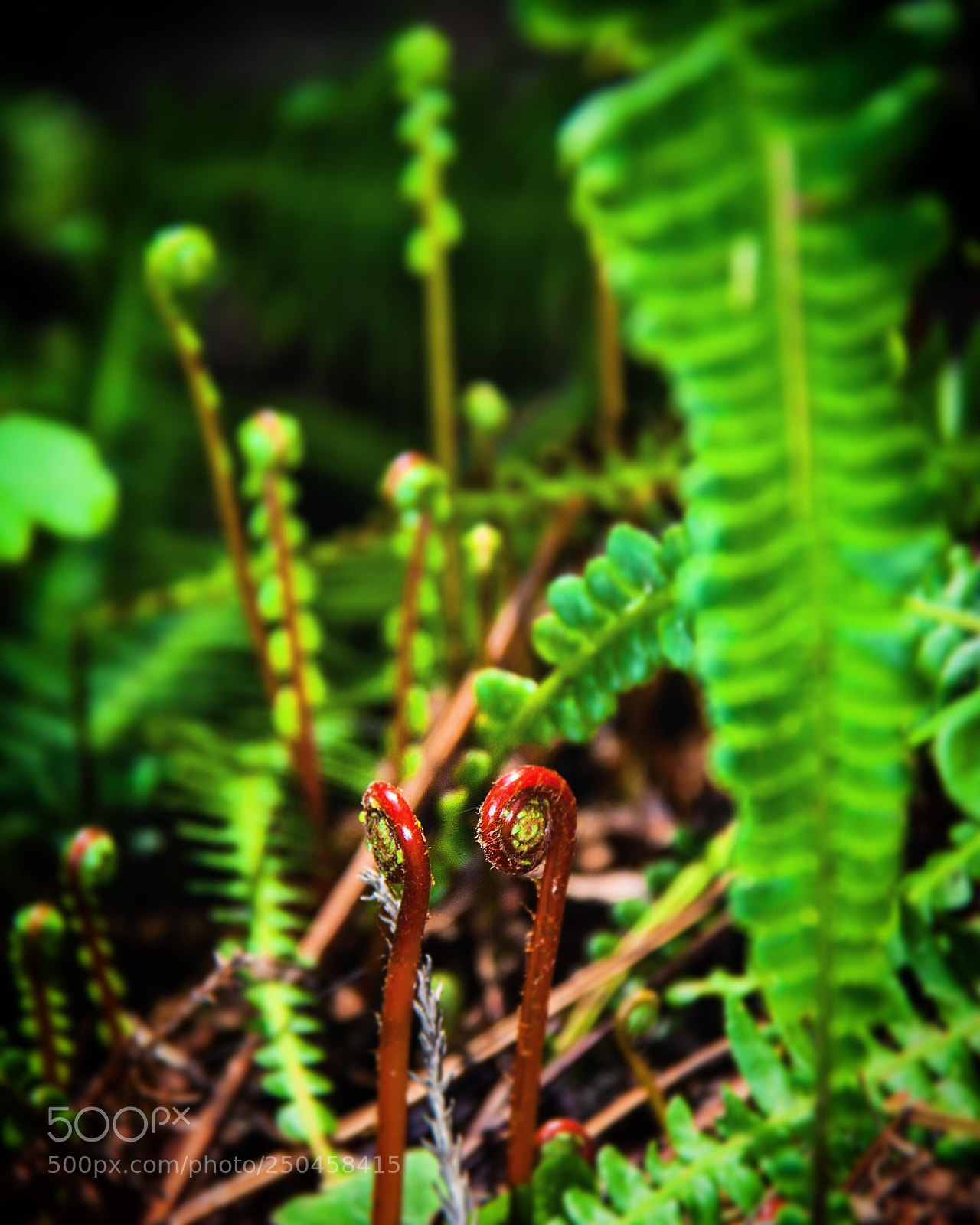 Canon EOS 50D sample photo. Fiddle heads in the photography