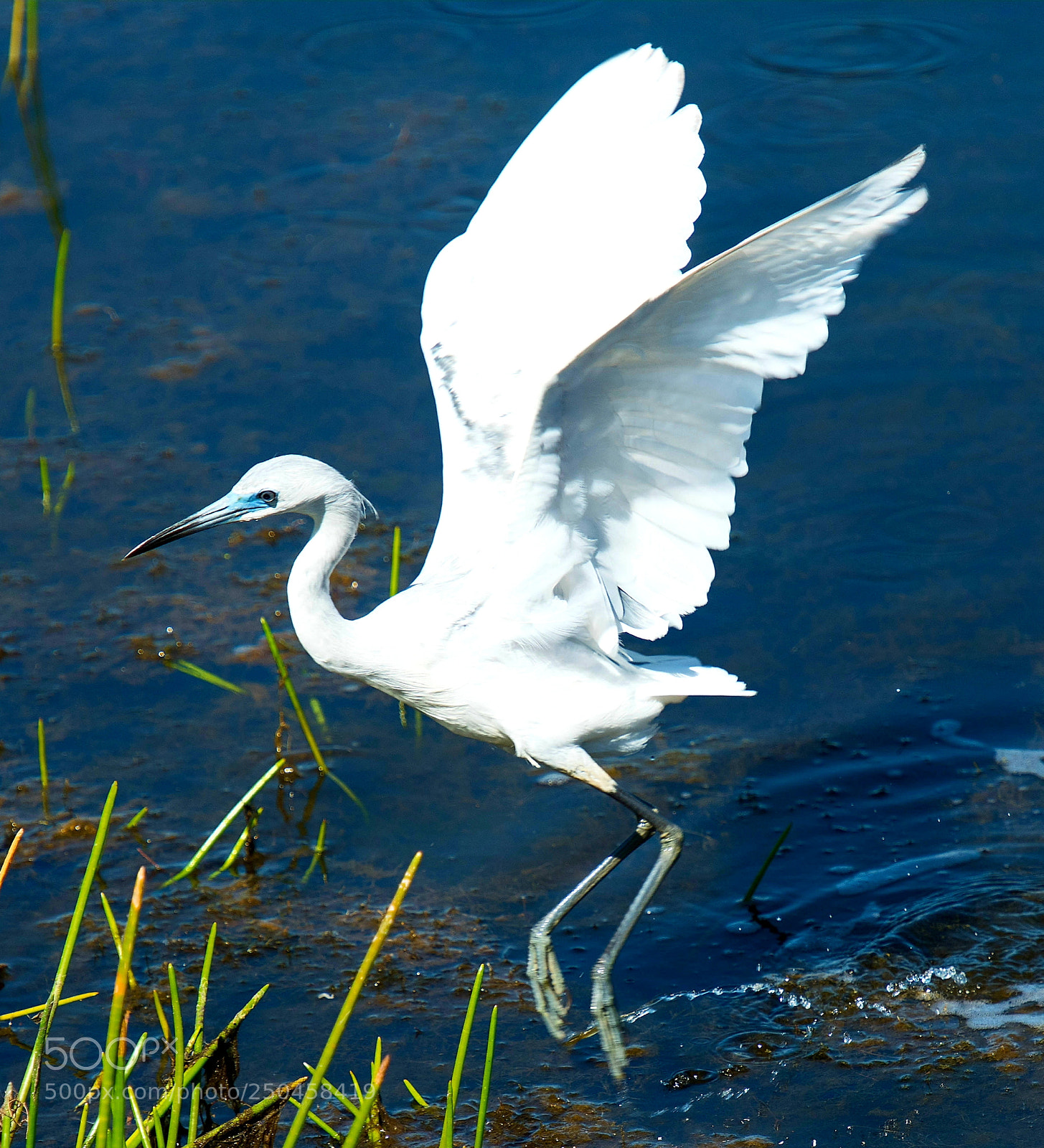 Nikon D810 sample photo. Juvenile little blue heron photography