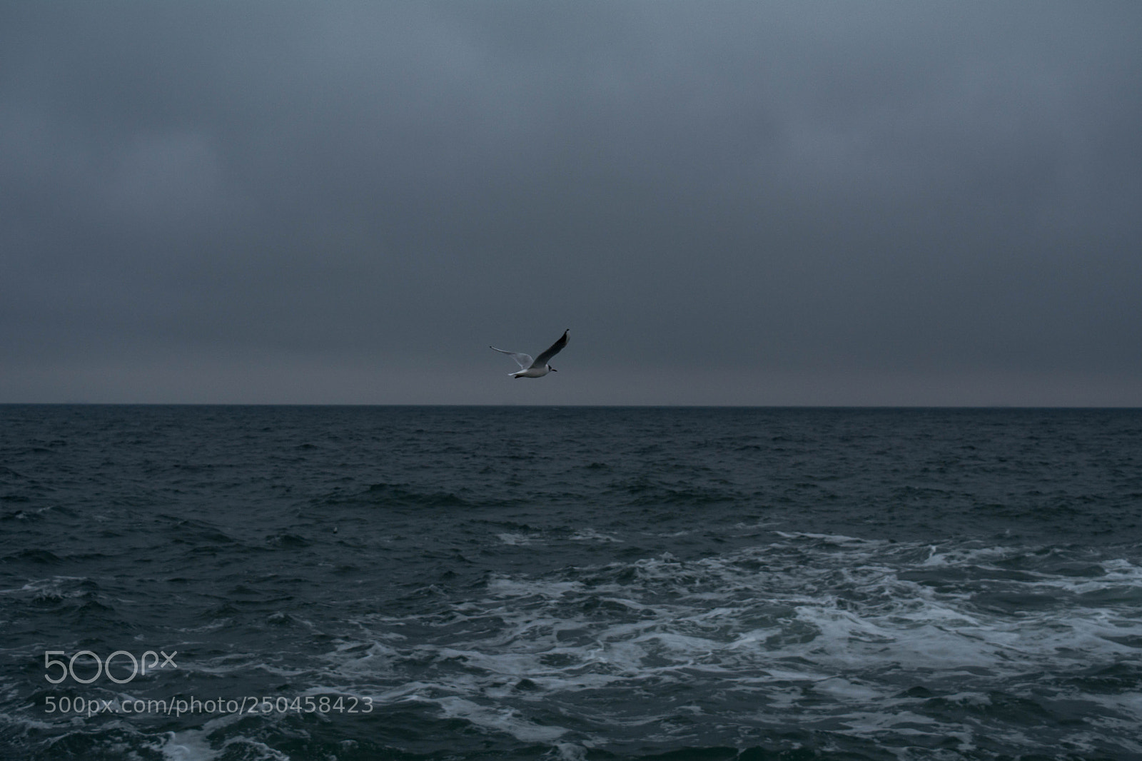 Nikon D5200 sample photo. Bird photography