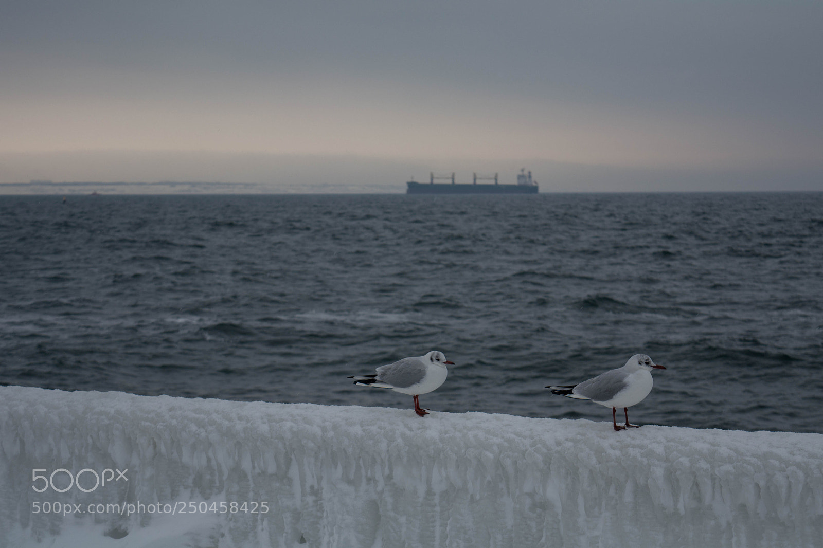 Nikon D5200 sample photo. Birds photography