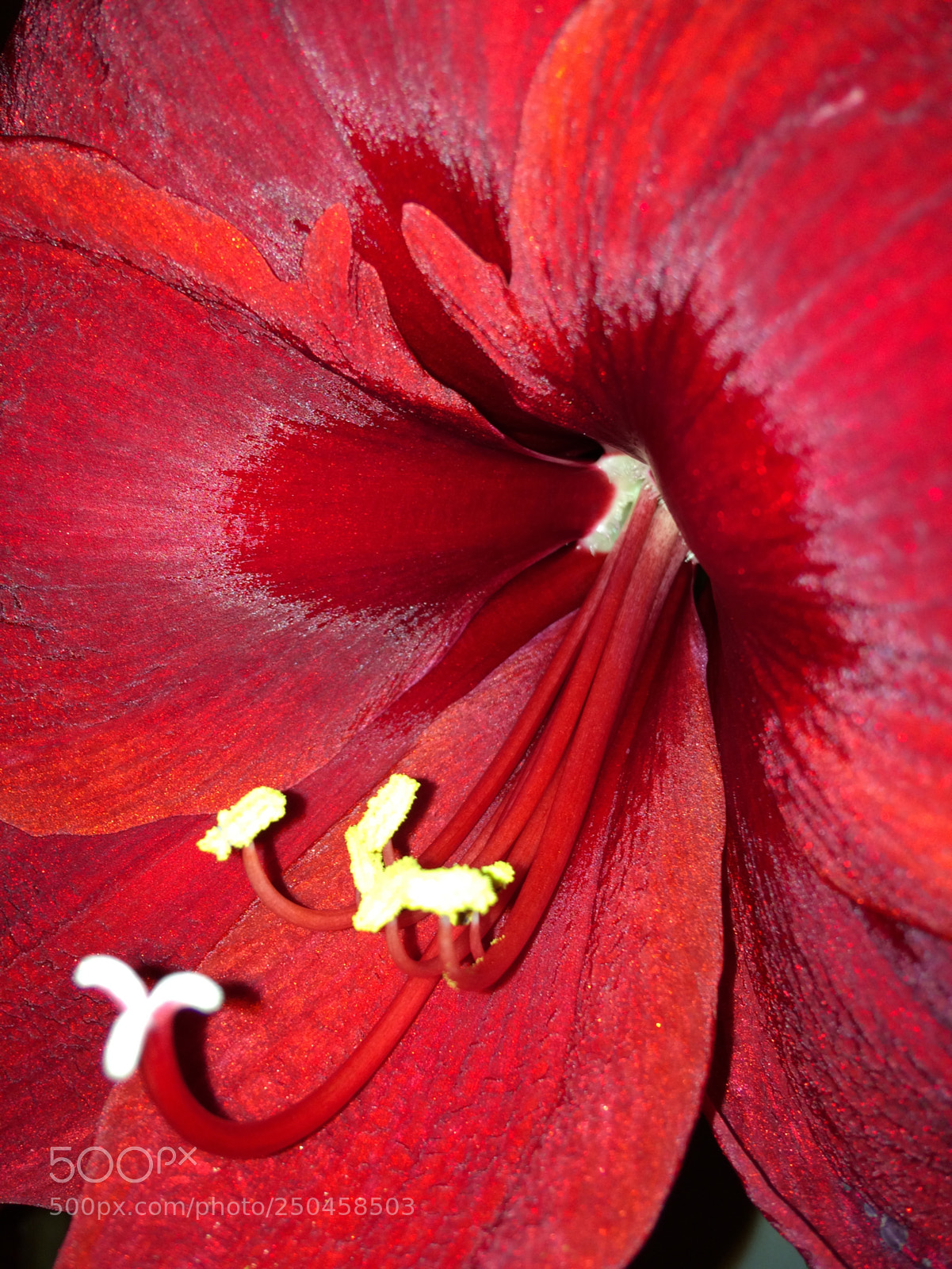 Apple iPhone 5s sample photo. In depth amaryllis photography