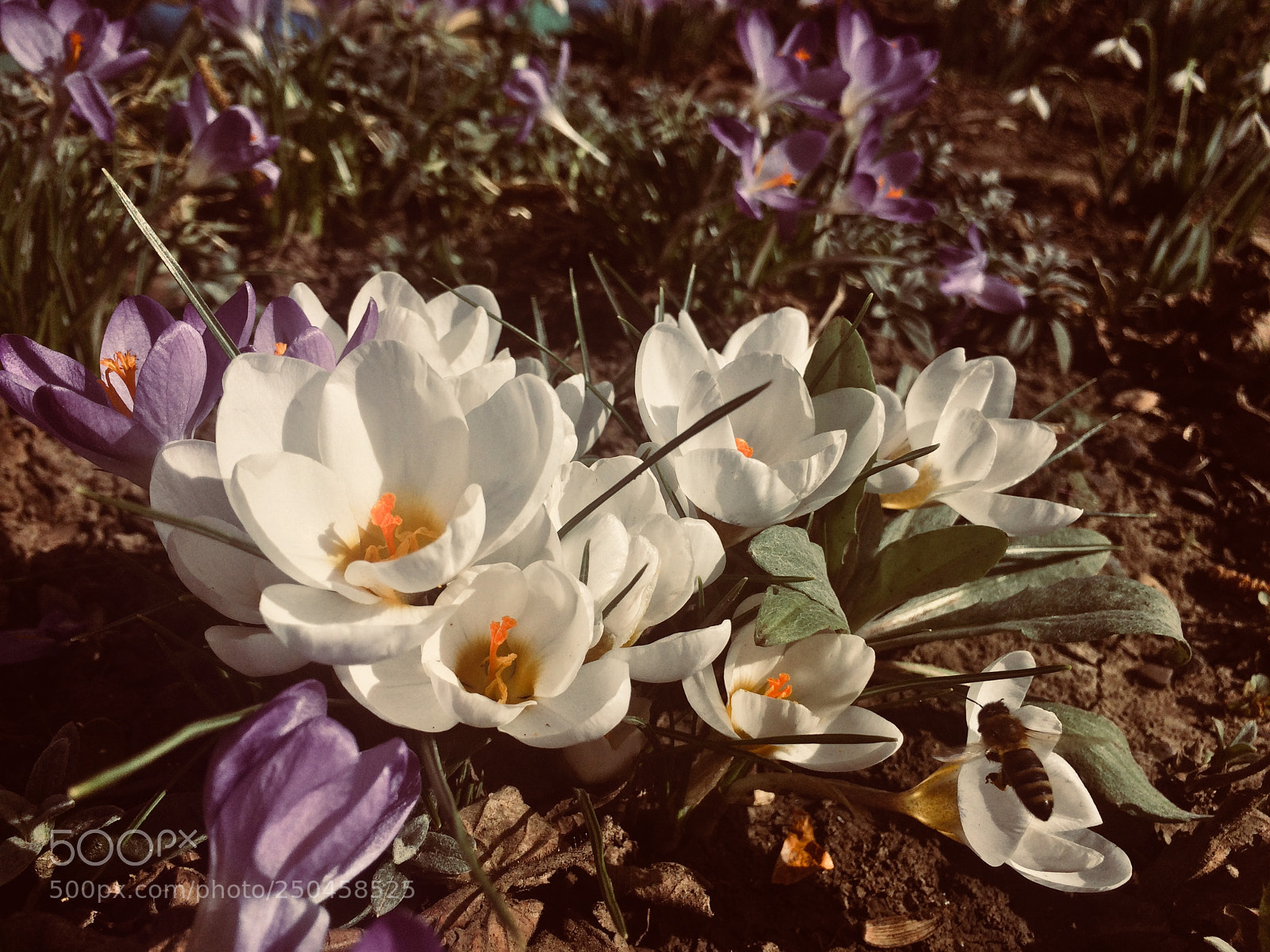 Apple iPhone 5s sample photo. Flowers photography