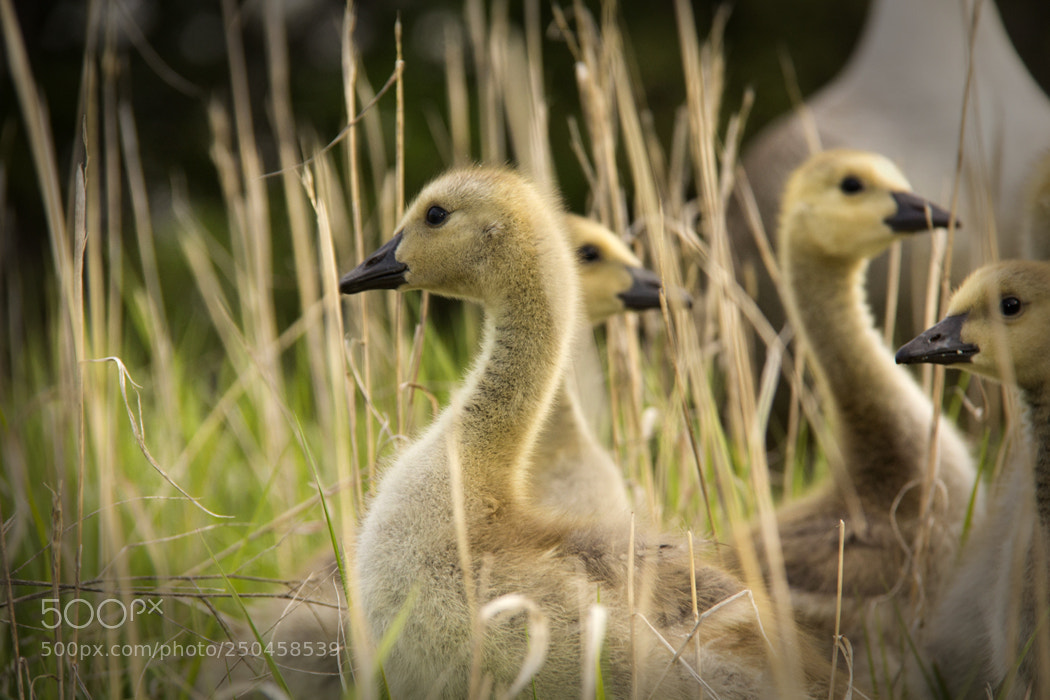 Canon EOS 60D sample photo. Goslings photography