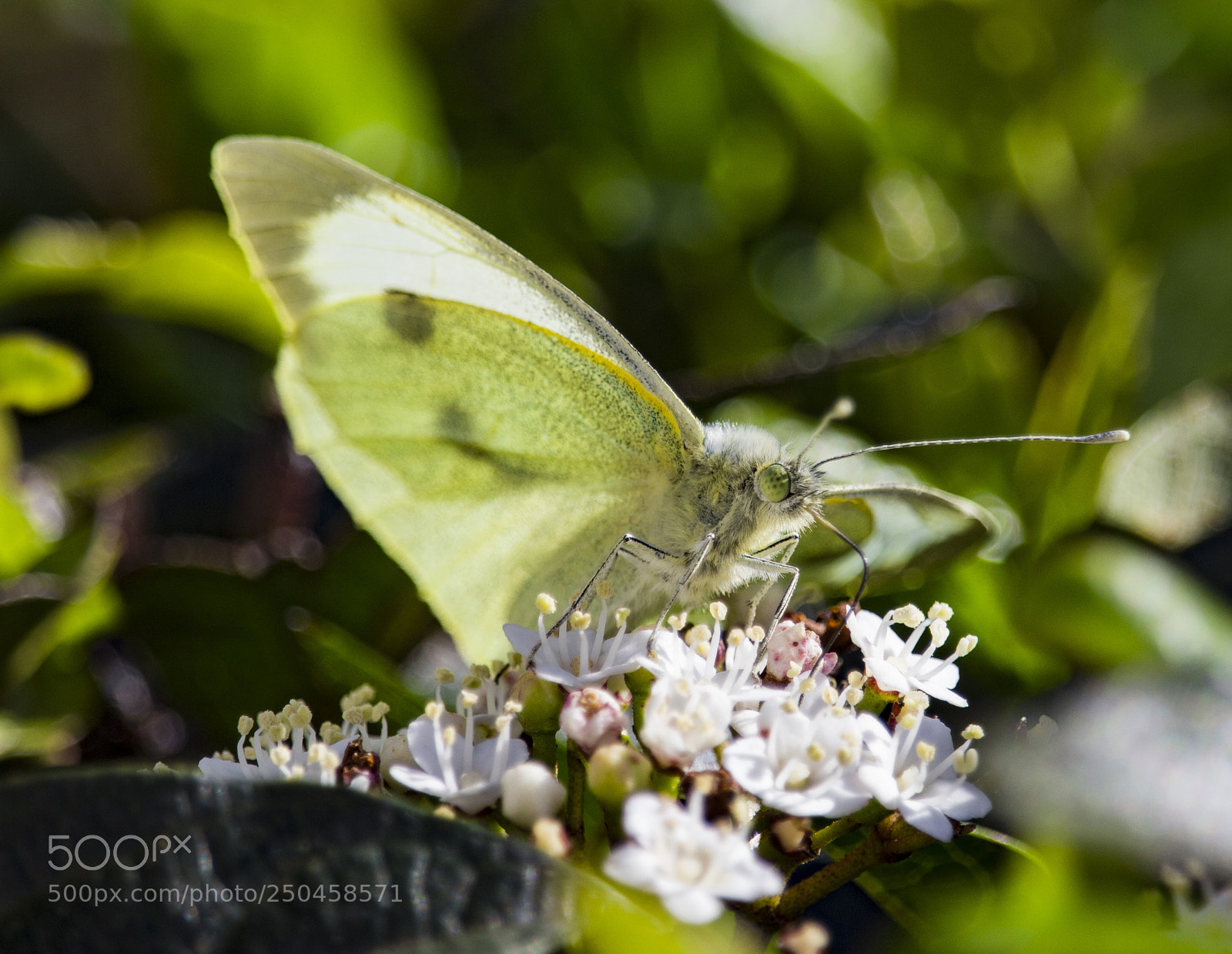 Canon EOS 700D (EOS Rebel T5i / EOS Kiss X7i) sample photo. Butterfly photography