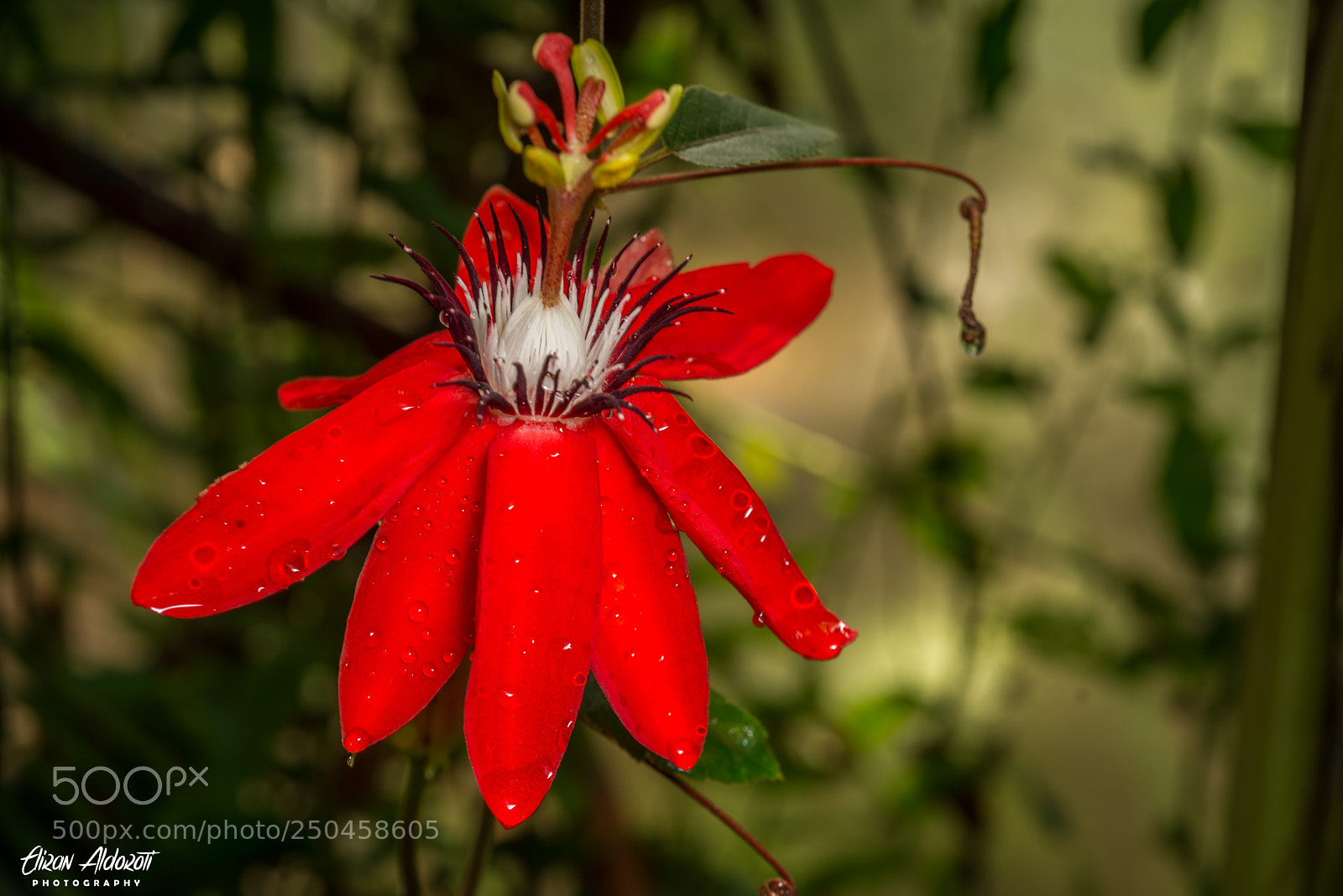 Nikon D610 sample photo. After the storm photography