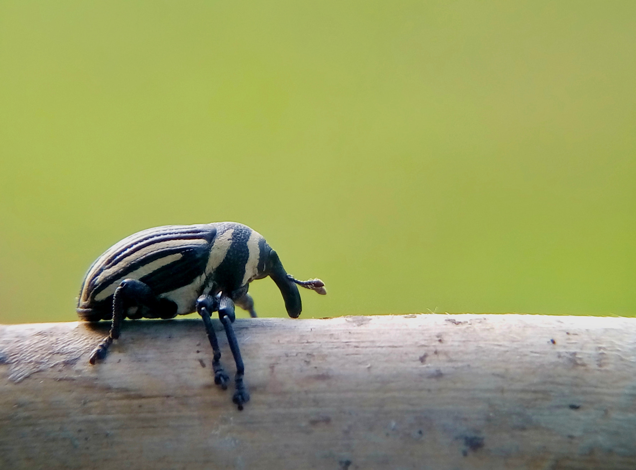 Meizu m2 sample photo. Weevil photography