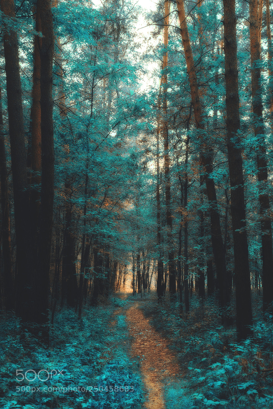 Nikon D3300 sample photo. Mystical forest photography