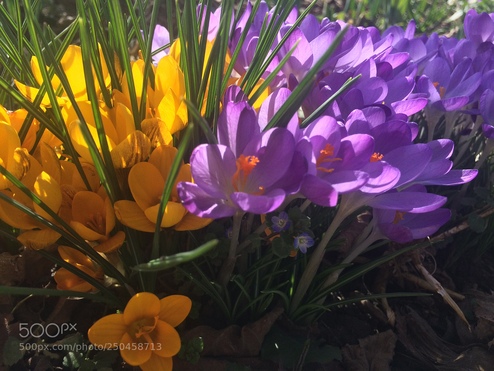 Apple iPhone 5s sample photo. Flowers photography