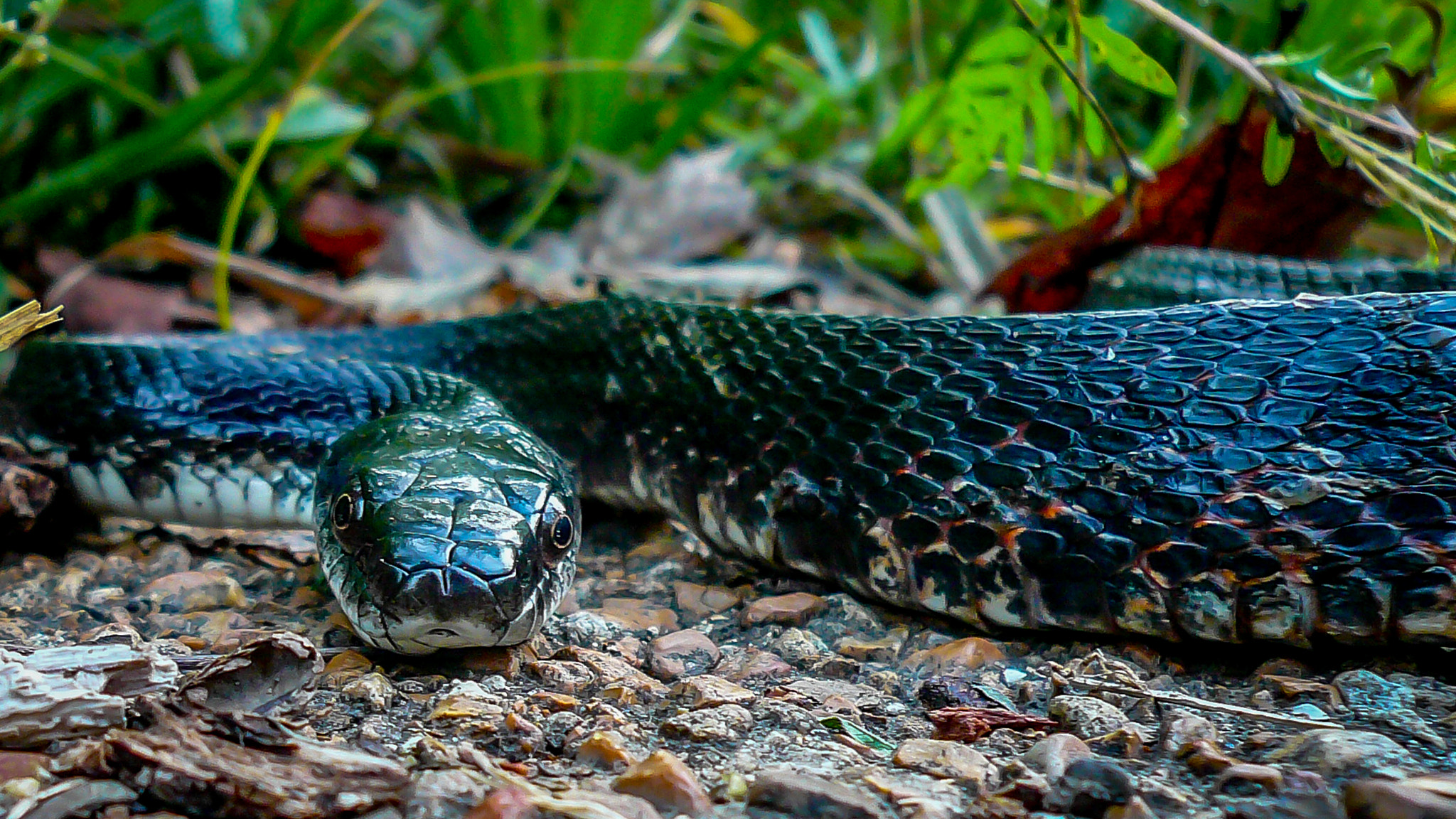Panasonic DMC-FX07 sample photo. Black snake photography