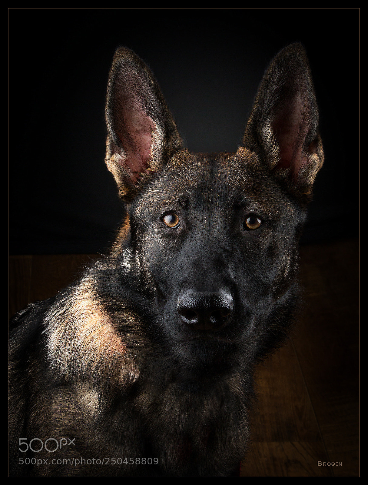 Canon EOS-1D X sample photo. On alert photography