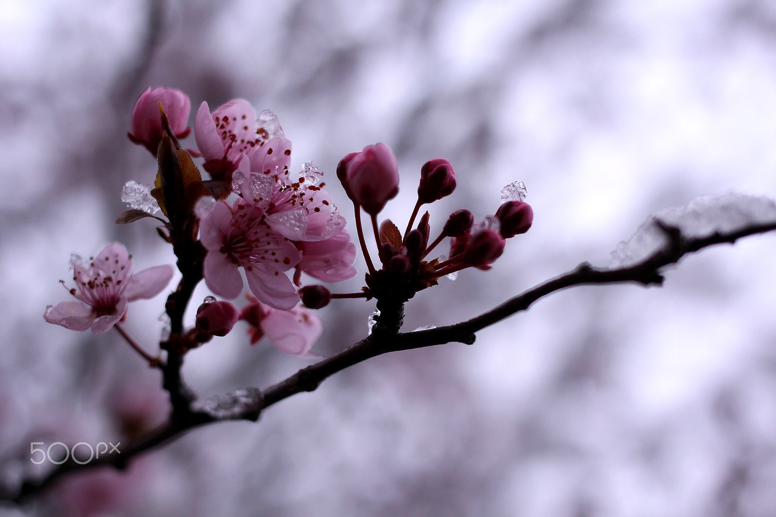 Canon EOS 650D (EOS Rebel T4i / EOS Kiss X6i) + Canon EF 40mm F2.8 STM sample photo. Dusty pink photography