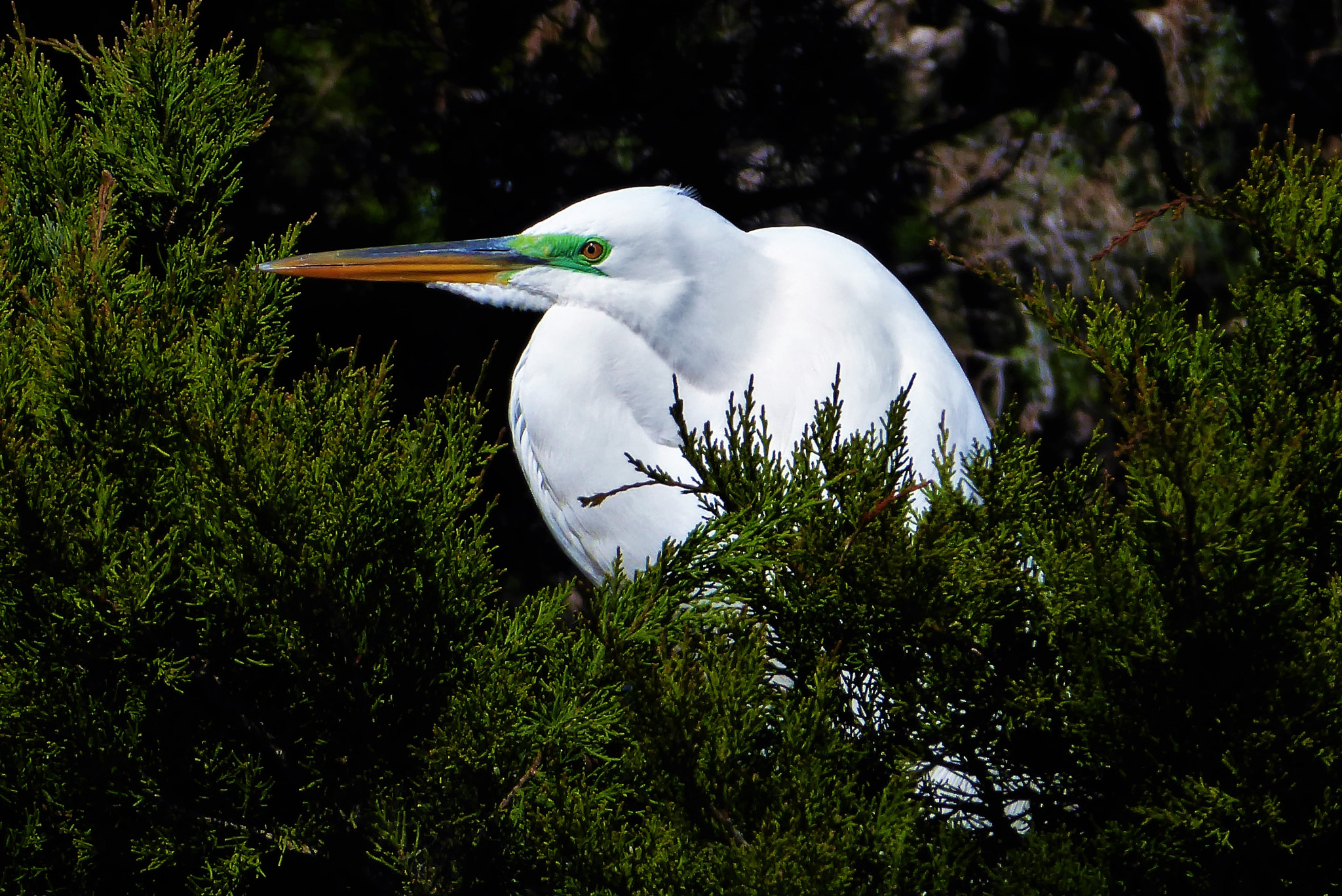 Panasonic Lumix DMC-ZS50 (Lumix DMC-TZ70) sample photo. Resting white egret photography