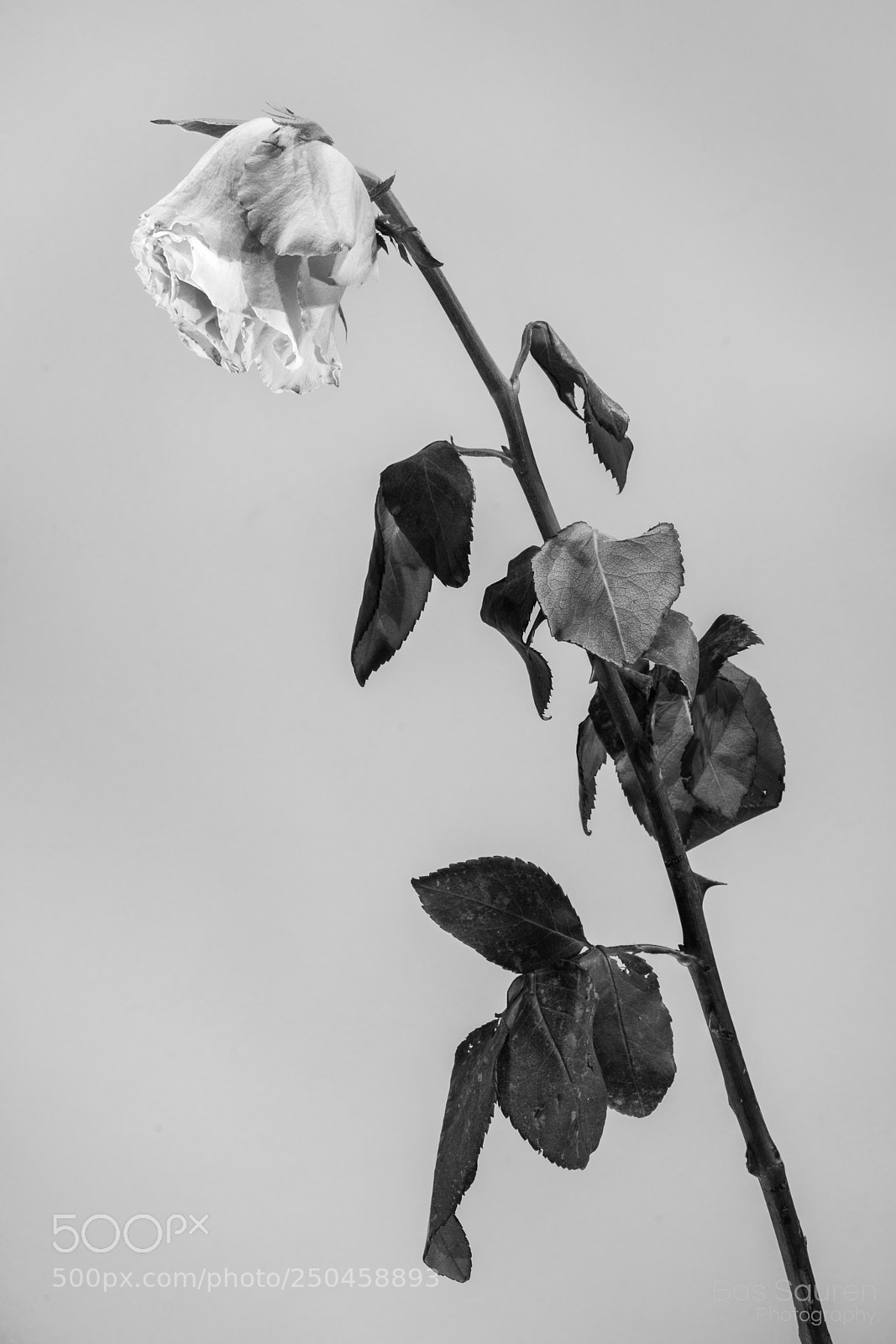 Nikon D7200 sample photo. Flowers (b&w) photography