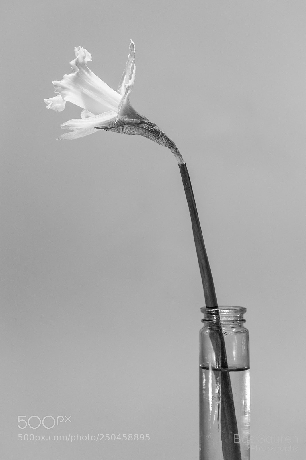 Nikon D7200 sample photo. Flowers (b&w) photography