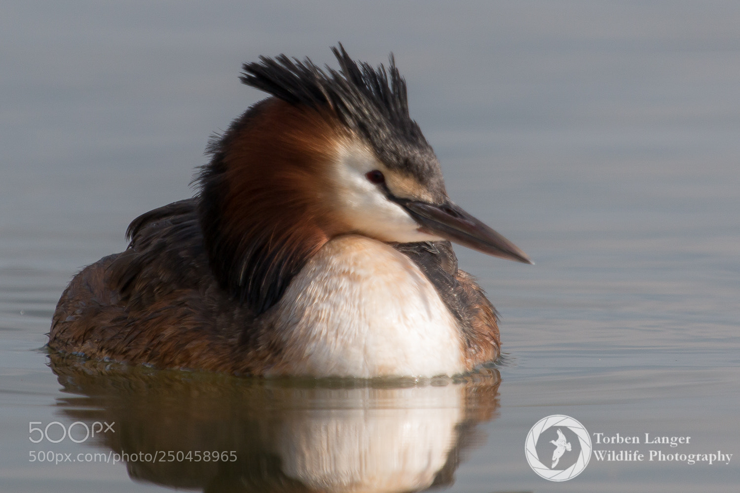 Canon EOS 70D sample photo. Great crested grebe photography