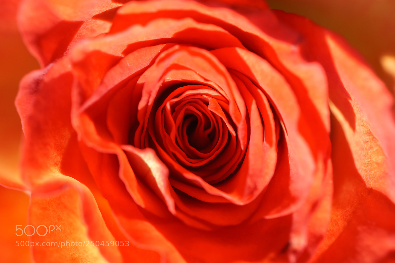 Sony a6000 sample photo. A red-yellow rose in photography