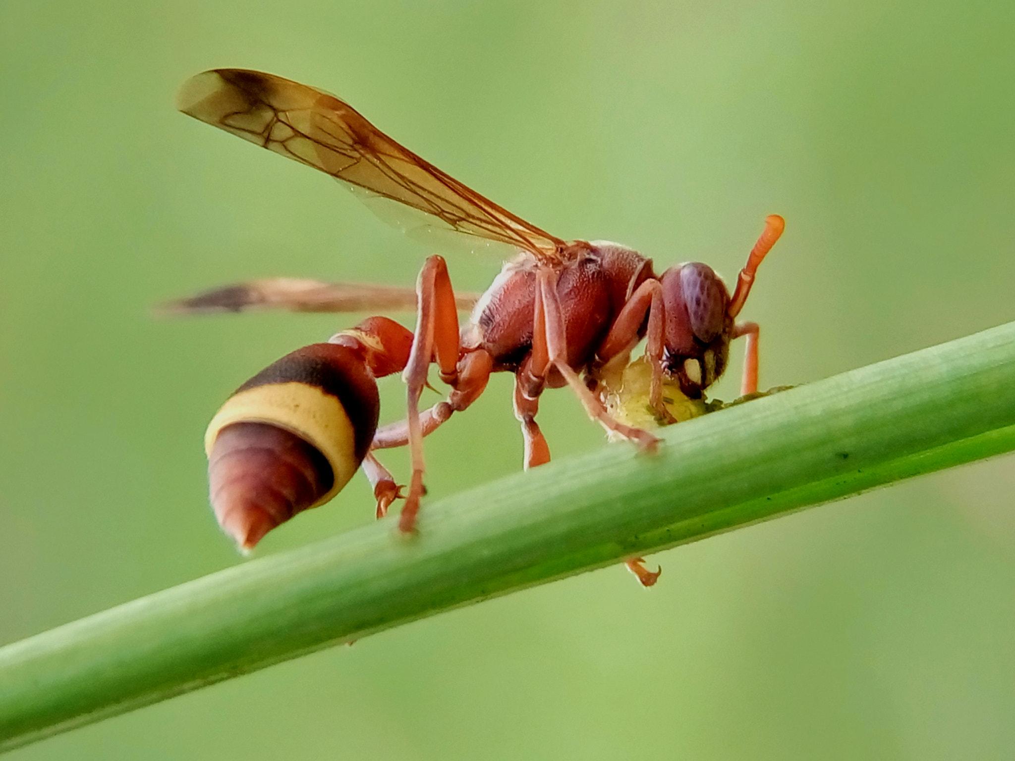 Meizu m2 sample photo. Paper wasp photography