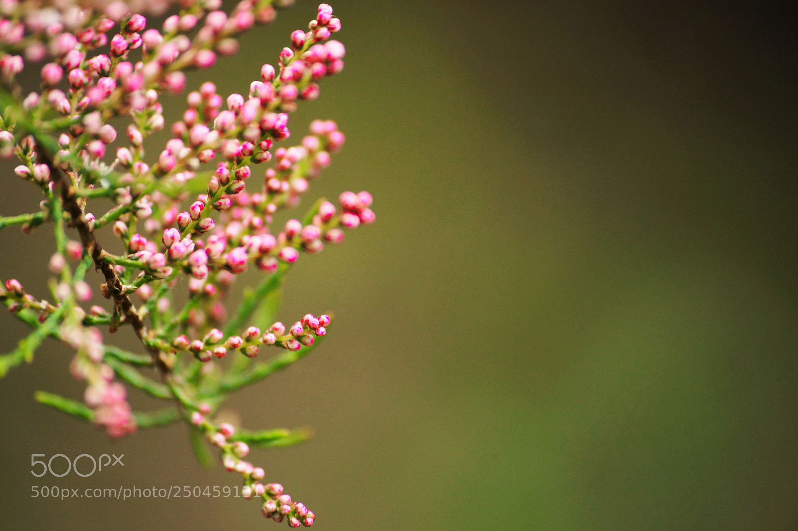 Sony SLT-A77 sample photo. Spring photography