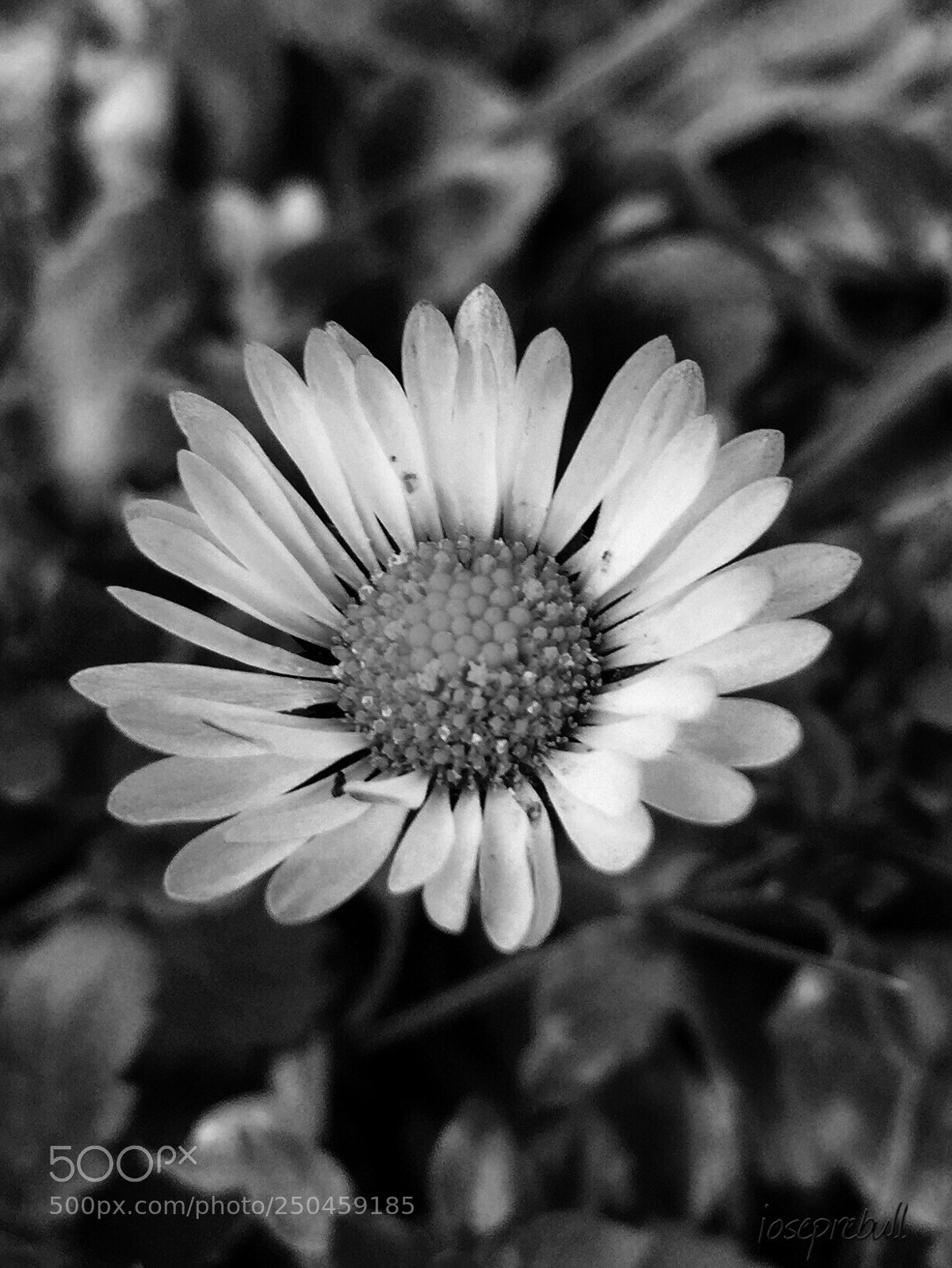 Apple iPhone 6 sample photo. Untitled photography