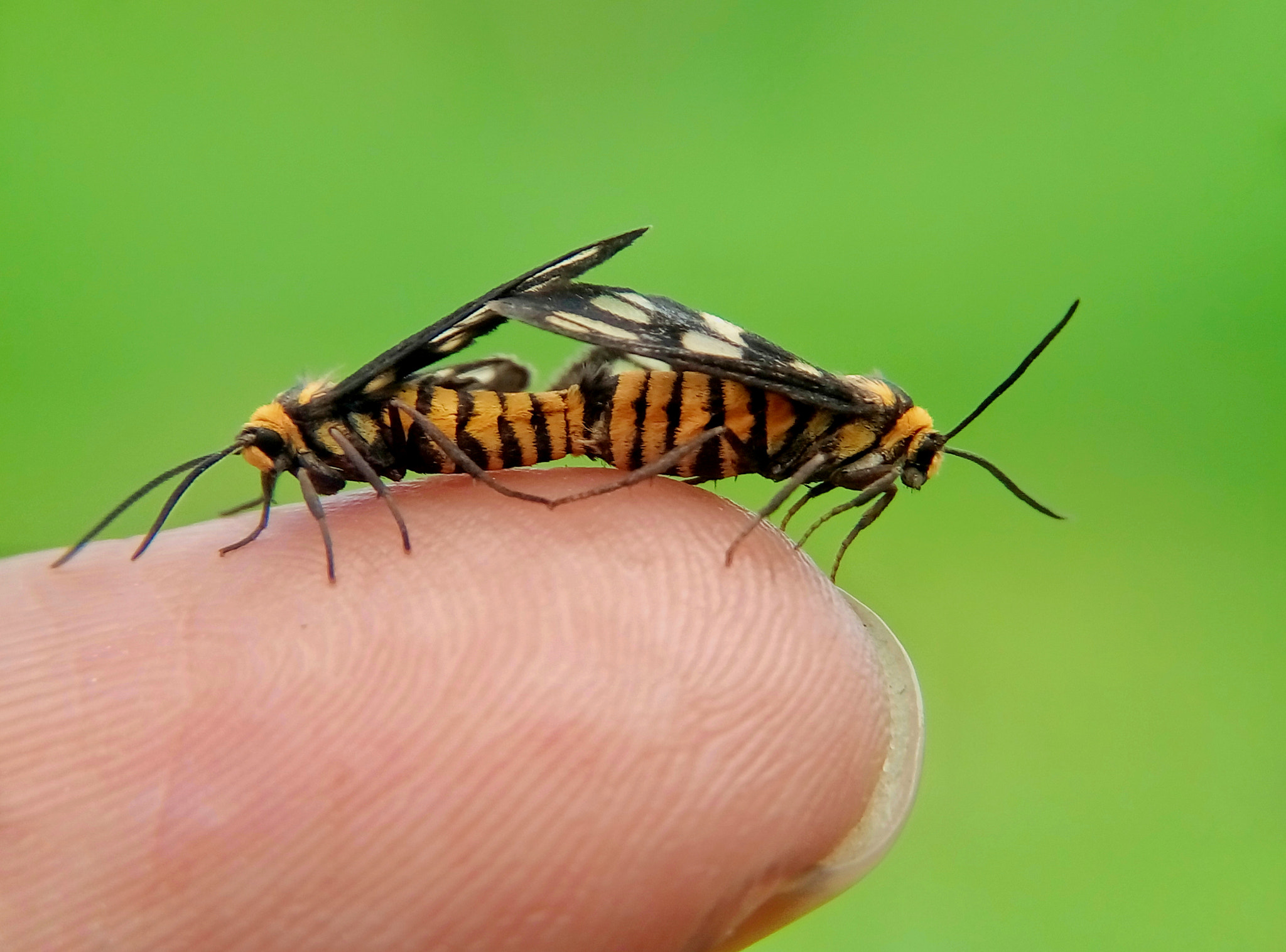 Meizu m2 sample photo. Tiger moth photography