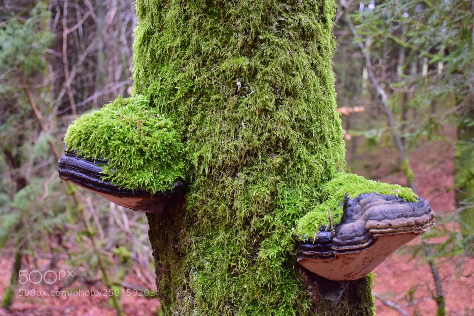 Nikon D5300 sample photo. Moss all over photography