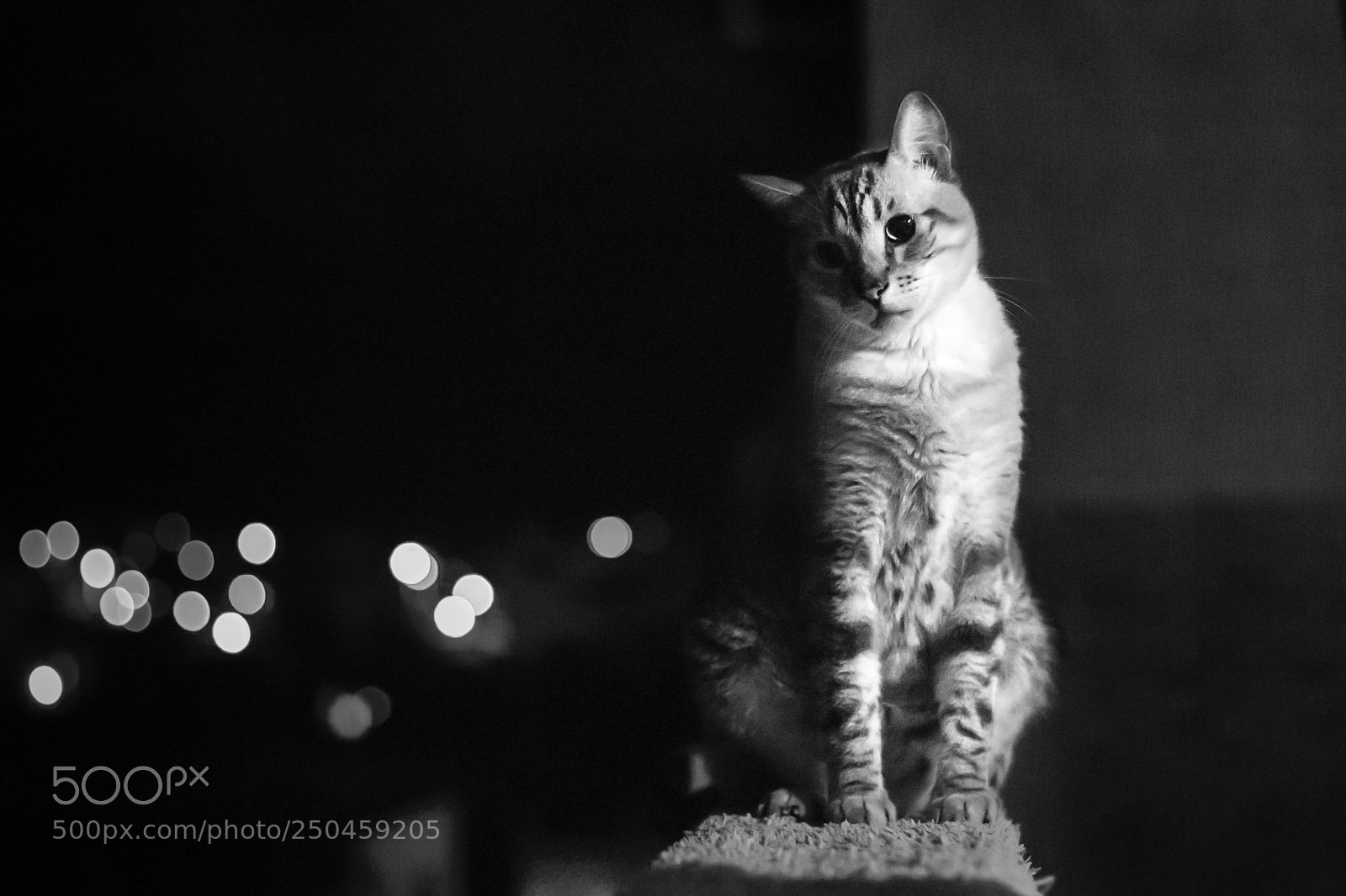 Canon EOS 6D Mark II sample photo. A noite todos os photography