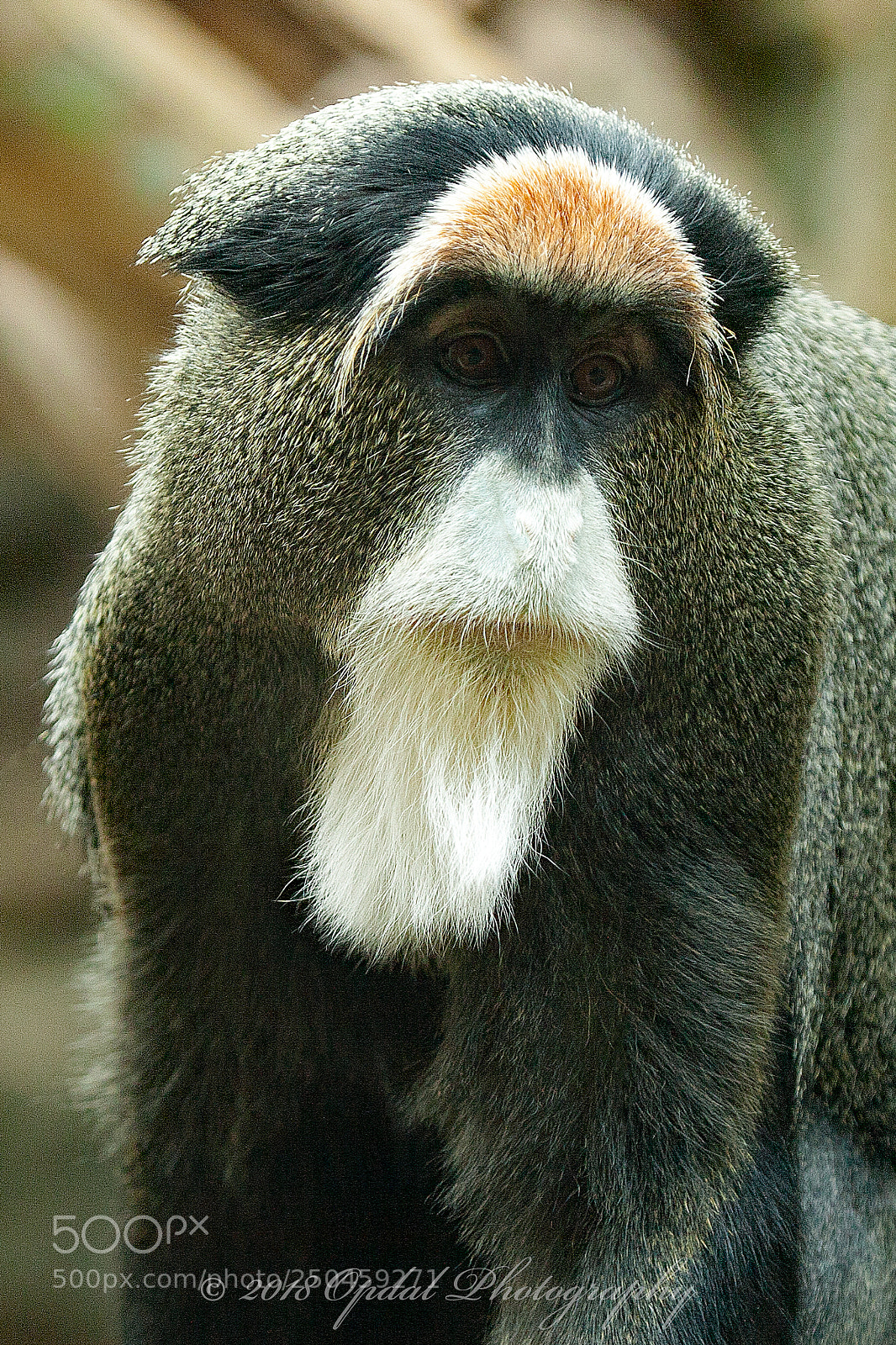 Canon EOS 5D sample photo. De brazza's monkey photography