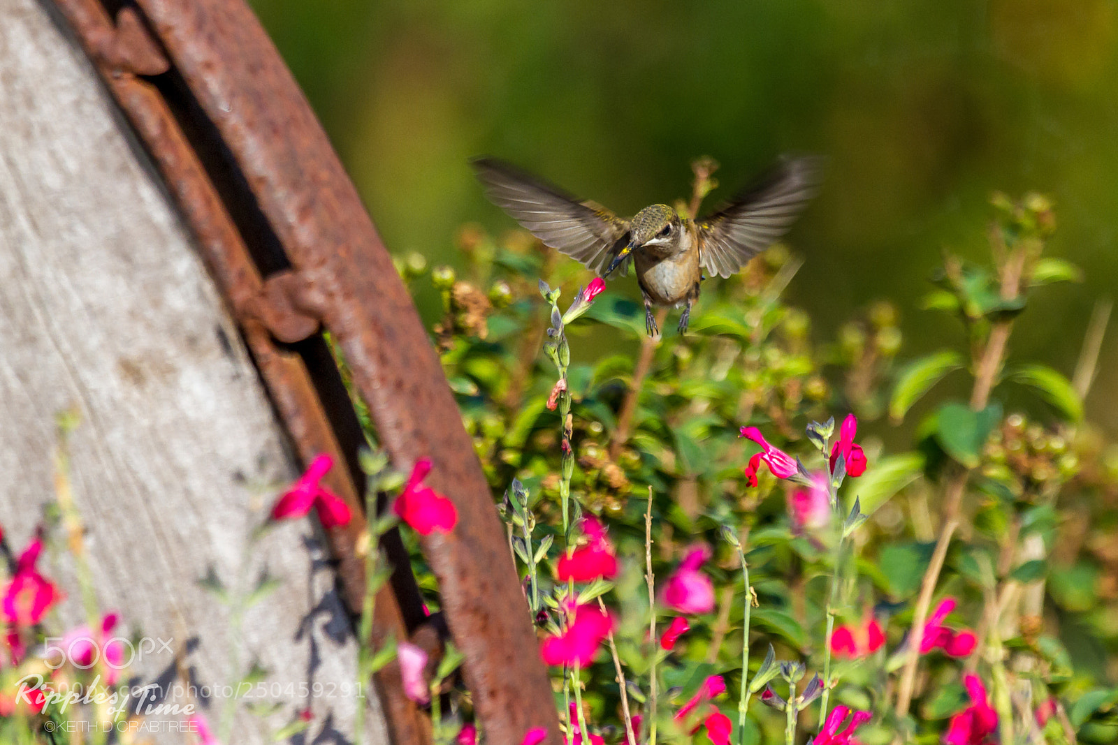 Canon EOS 7D sample photo. Hummer by the wagonwheel photography