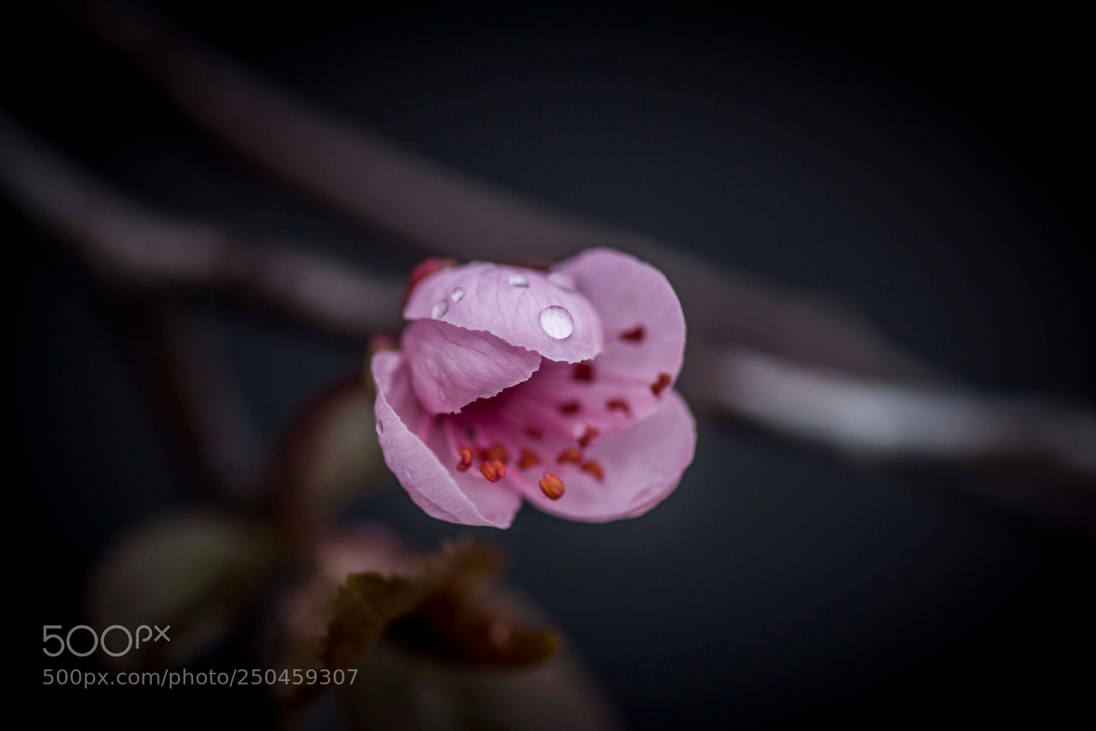Canon EOS 60D sample photo. Little drops photography