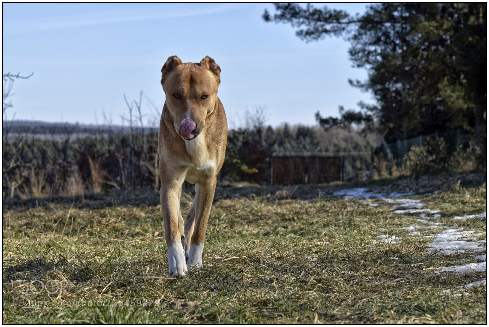 Nikon D3300 sample photo. Vivo - my friend photography