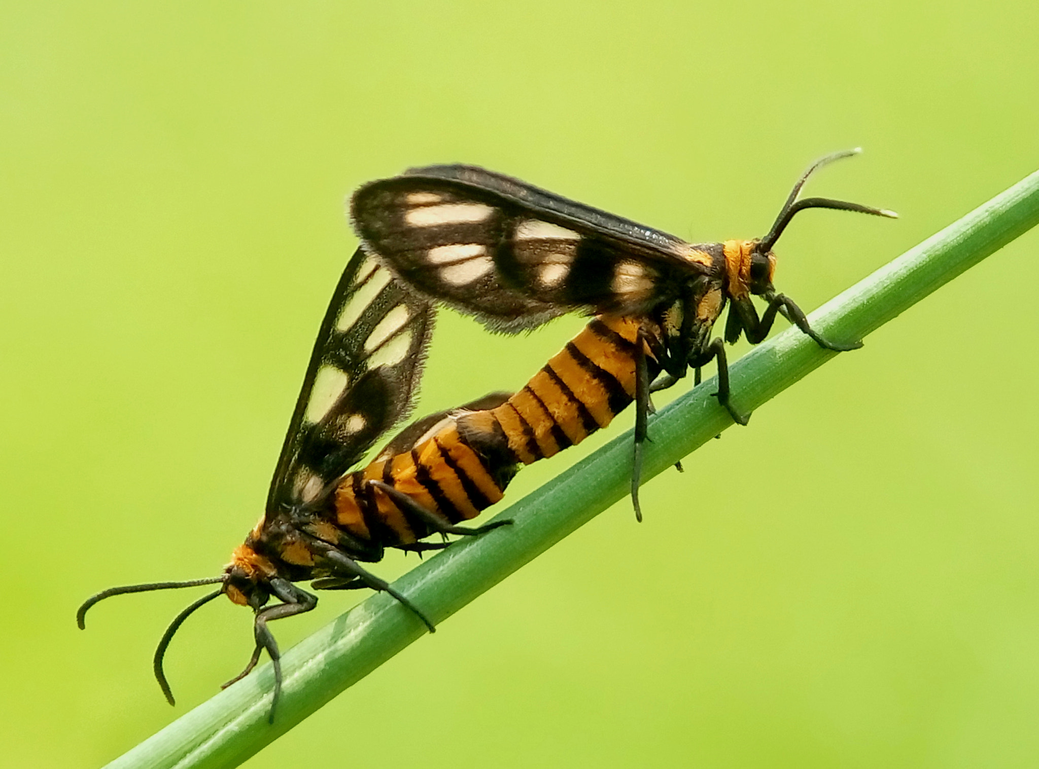 Meizu m2 sample photo. Tiger moth photography