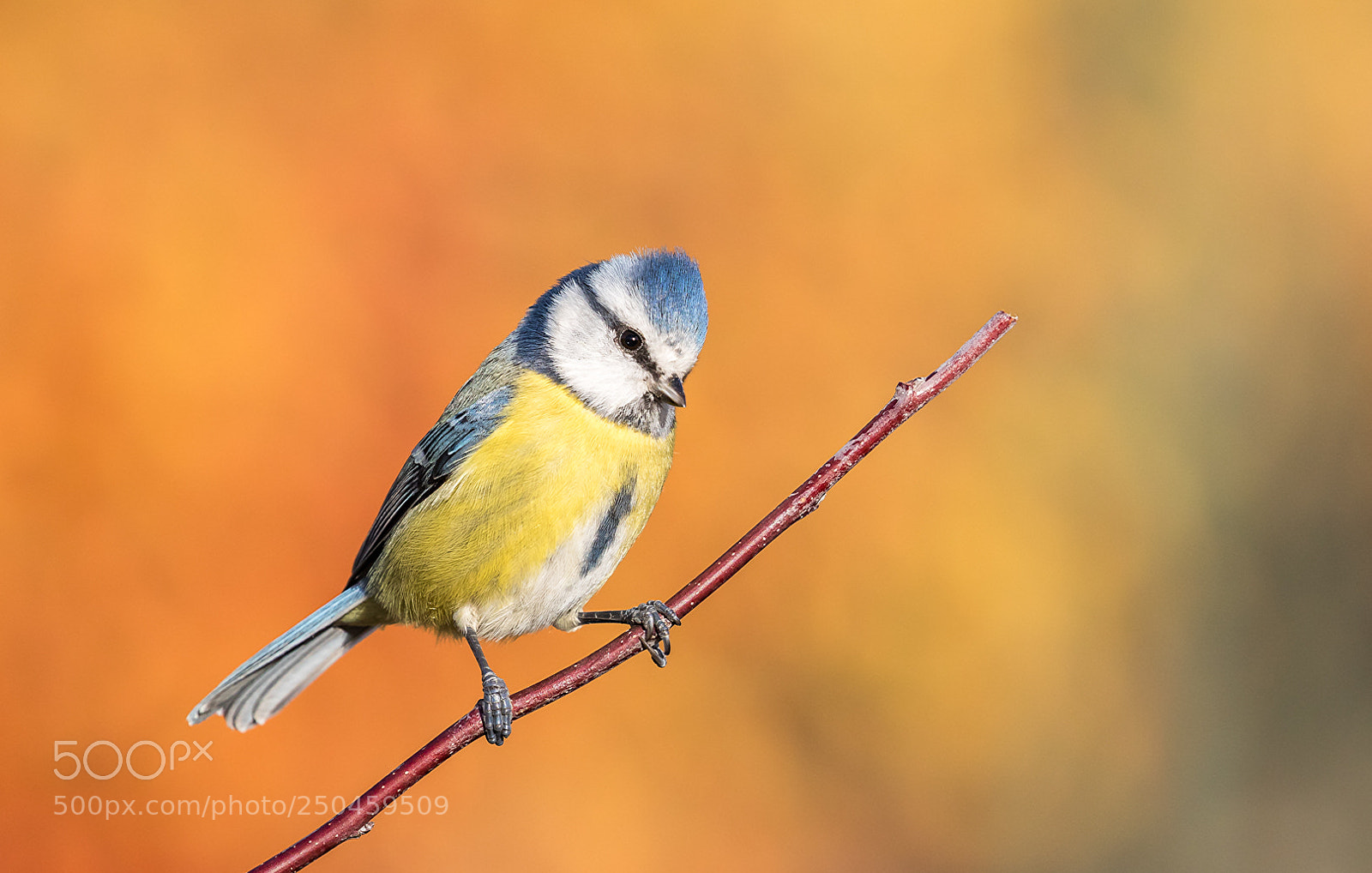 Canon EOS 5D Mark IV sample photo. Mesange bleue photography