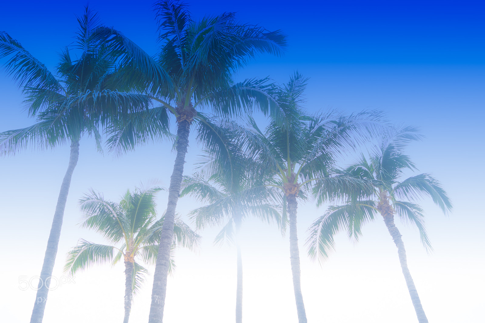 Sony ILCA-77M2 sample photo. Palm trees color fade photography