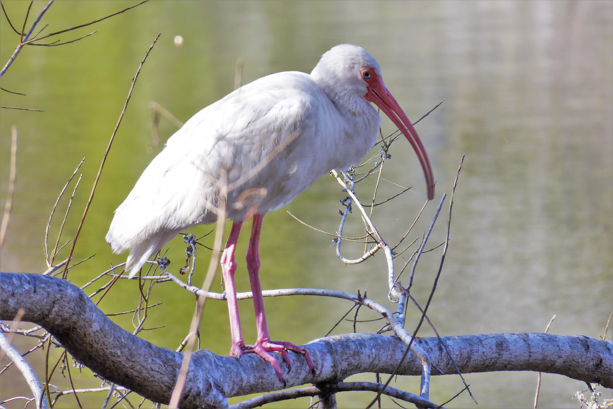 Panasonic Lumix DMC-ZS50 (Lumix DMC-TZ70) sample photo. White ibis photography